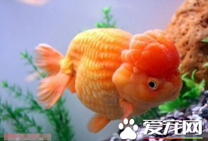 日兽好养吗 日兽十分适合新手们去尝试