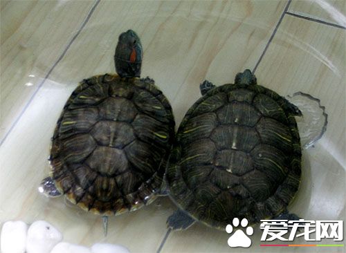 乌龟如何喂食 水温20度以上就会进食了