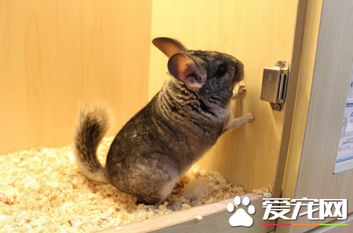 龙猫笼子买哪个好 四种龙猫笼材质优缺点分析