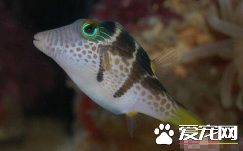 日本婆外形特点 身体为明亮多彩的颜色