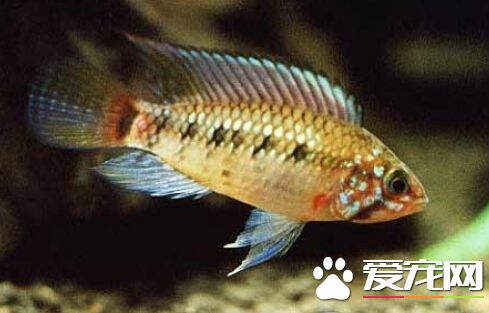 国王短鲷品种简介 带大家了解国王短鲷
