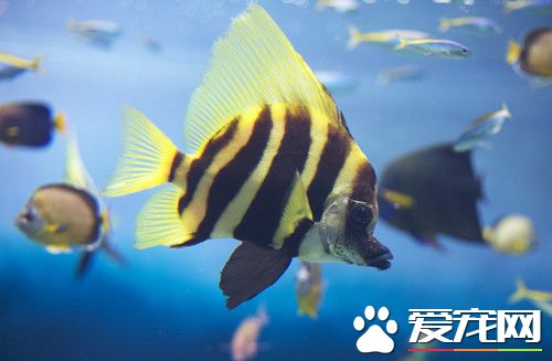 热带鱼亲鱼的选择 同种同龄鱼中挑选个体大