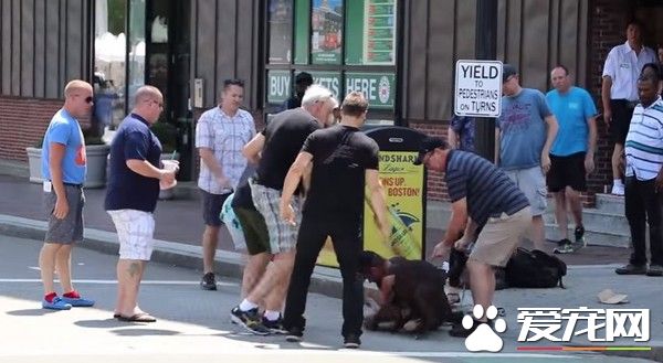 斗牛犬发狂撕咬 米格鲁女主人抵挡浑身血