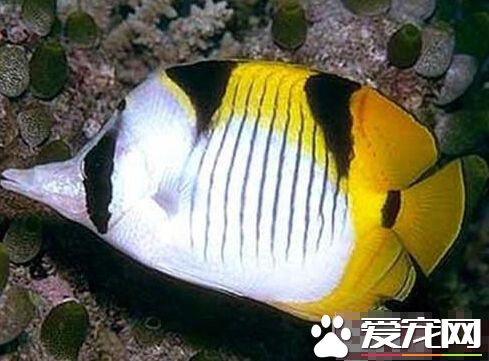 斜纹蝴蝶鱼的品种 带大家了解它的品种