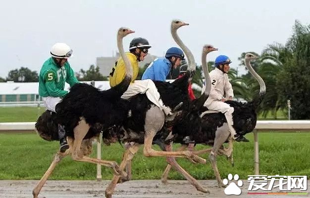 哈萨克男骑鸵鸟疯狂超车 塞整路的驾驶都羡慕他