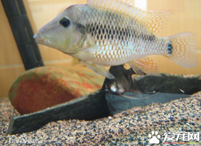 牛头鲷的介绍 带大家了解观赏鱼牛头鲷