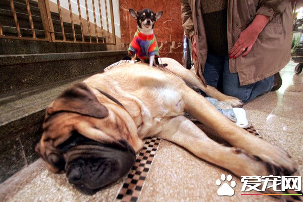 澳洲最大狗狗吃垮前主人 每周餐费4800元