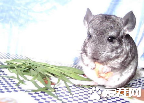 喂养龙猫的方法 健康饲养龙猫的最正确饮食方法