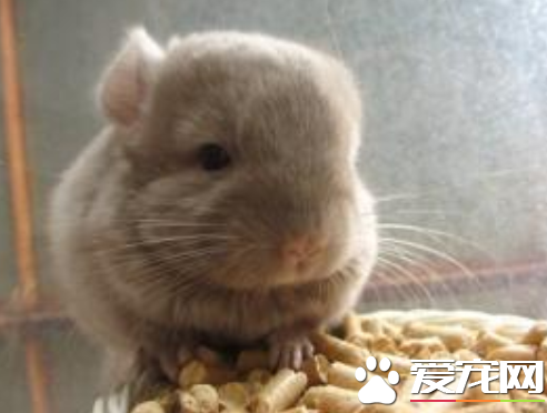 龙猫眼睛反复发炎怎么办 用氯霉素药水