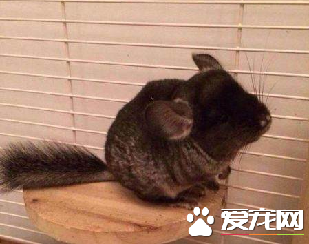 怎么样挑选一只好的龙猫 3个小技巧选到好龙猫