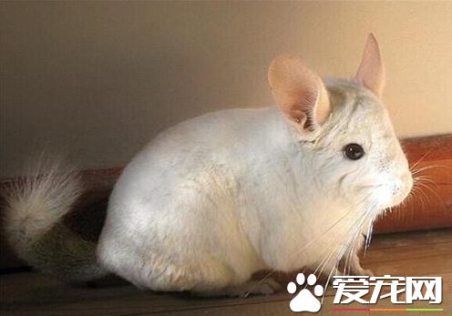 龙猫生病了该怎么办 生病时需要注意的五点