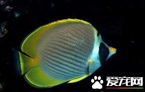 熊猫蝶外形特点 熊猫蝶体高而近圆形