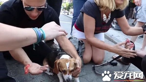 斗牛犬发狂撕咬 米格鲁女主人抵挡浑身血