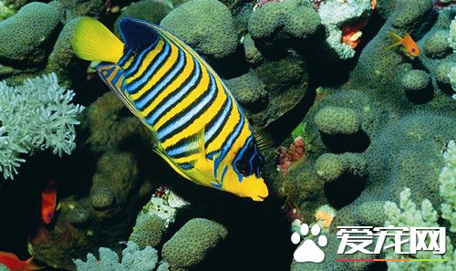 卵胎生鱼的繁殖 选择雌鱼体长超过5～6厘米