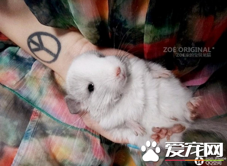 你适合养龙猫吗 4点自测一下是否适合养龙猫