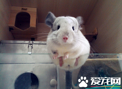 龙猫得螨虫病怎么办 螨虫可以令龙猫死亡