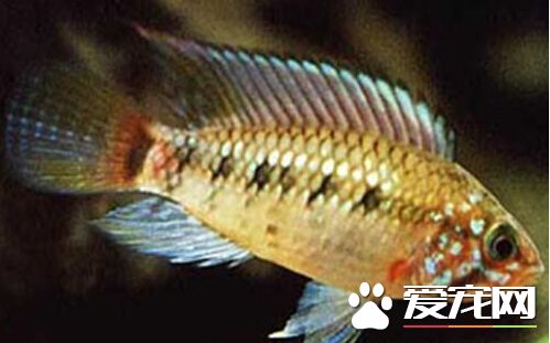 国王短鲷外形特点 拥有着金黄色的体表
