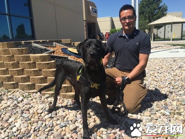美国扫黄犬助警破案 嗅出层层保护USB的化学气味