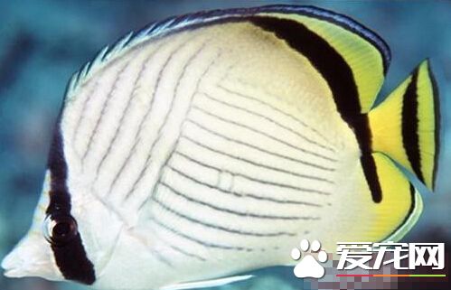 斜纹蝴蝶鱼外形特点 非常漂亮的小型鱼类