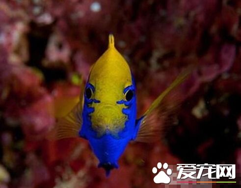 史氏金翅雀鲷的品种简介 外形很有特色