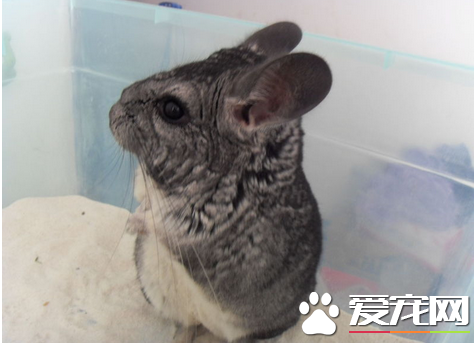 龙猫腹泻怎么办 用磺胺和次没食子酸合剂