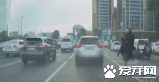 哈萨克男骑鸵鸟疯狂超车 塞整路的驾驶都羡慕他