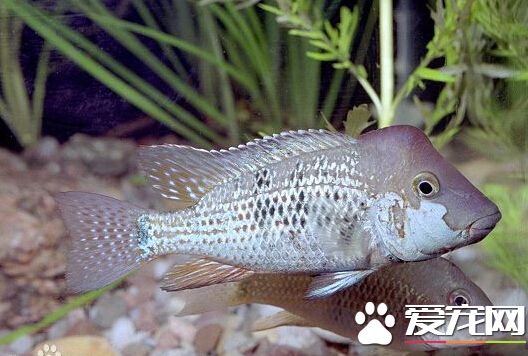 牛头鲷的外形特点 最大特点隆起的额头