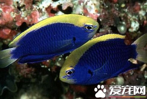 史氏金翅雀鲷的外形特点 体色十分艳丽
