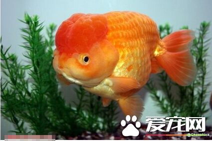 日兽外形特点 日兽是更纱花纹的金鱼