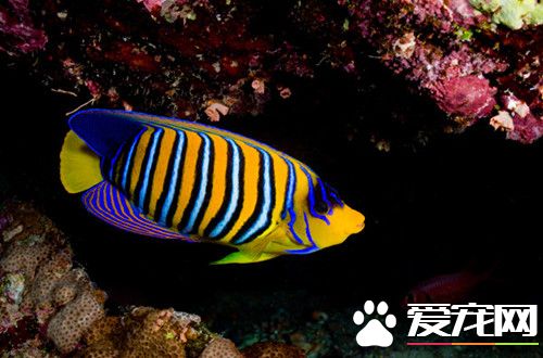 鱼锚头蚤病的治疗方法 可选用敌百虫来治疗