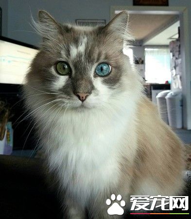 10岁喵越老越美 大眼变成异色瞳
