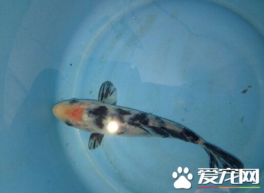 昭和三色的饲养环境 建议为21-27℃为宜