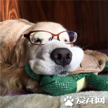 汪星人，犯困了！