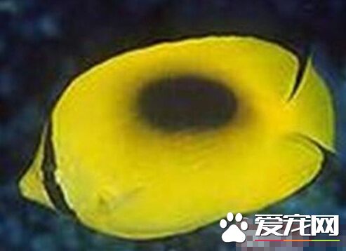 镜斑蝴蝶鱼品种简介带你了解镜斑蝴蝶鱼