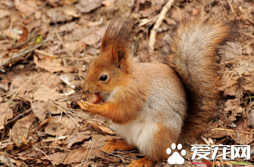 喂食松鼠需要注意什么 五谷杂粮是最好的食品