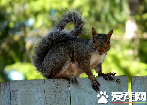 怎么训练松鼠亲近主人 选择松鼠肚饿的时候