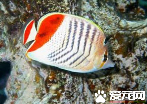 默氏蝴蝶鱼外形特点 默氏蝴蝶鱼体是白色