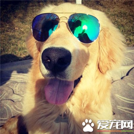 走，主人，我们散步去吧！