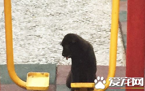 宠物狗爱上漫步机荡秋千 不肯下来