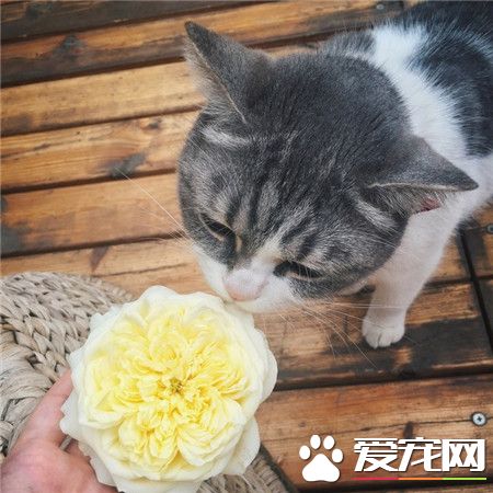 心有猛虎，细嗅蔷薇！