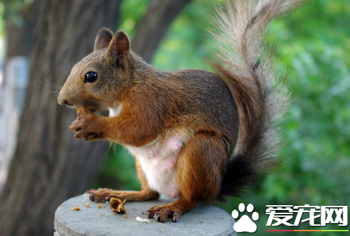 怎么挑选宠物鼠 首次购买宠物鼠最好到宠物店