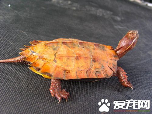 乌龟多少时间喂一次 夏天可以每天喂一次