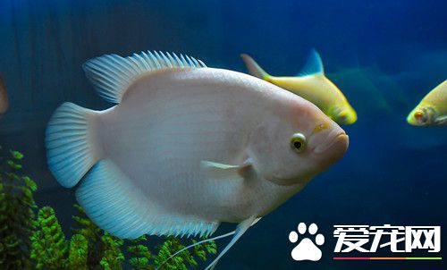 卵生仔鱼的喂养 吸收卵黄囊中的营养维持发育