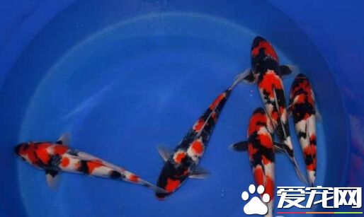 大正三色与昭和三色的区别 其3大区别