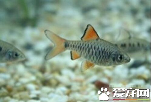 棋盘鲫的外形特点 棋盘鲫身披大鳞片