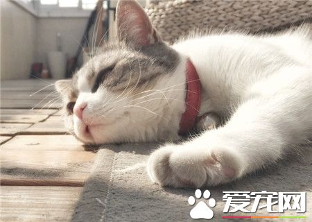 太阳晒晒 整个猫都是软绵绵哒～