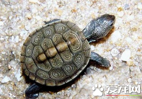 乌龟和王八的区别 乌龟是硬壳王八是软壳