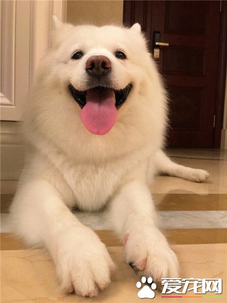 捕捉到一只萨摩耶！