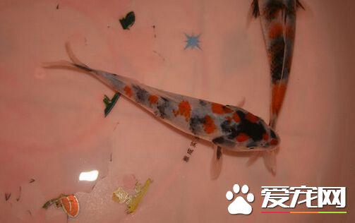 昭和三色的外形特点 一种很漂亮的观赏鱼