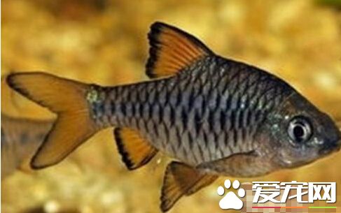 棋盘鲫的品种简介 当下很受欢迎的观赏鱼